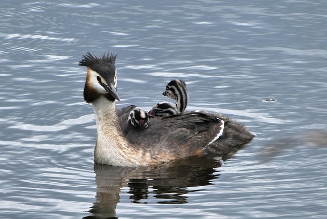 grebes-swimming