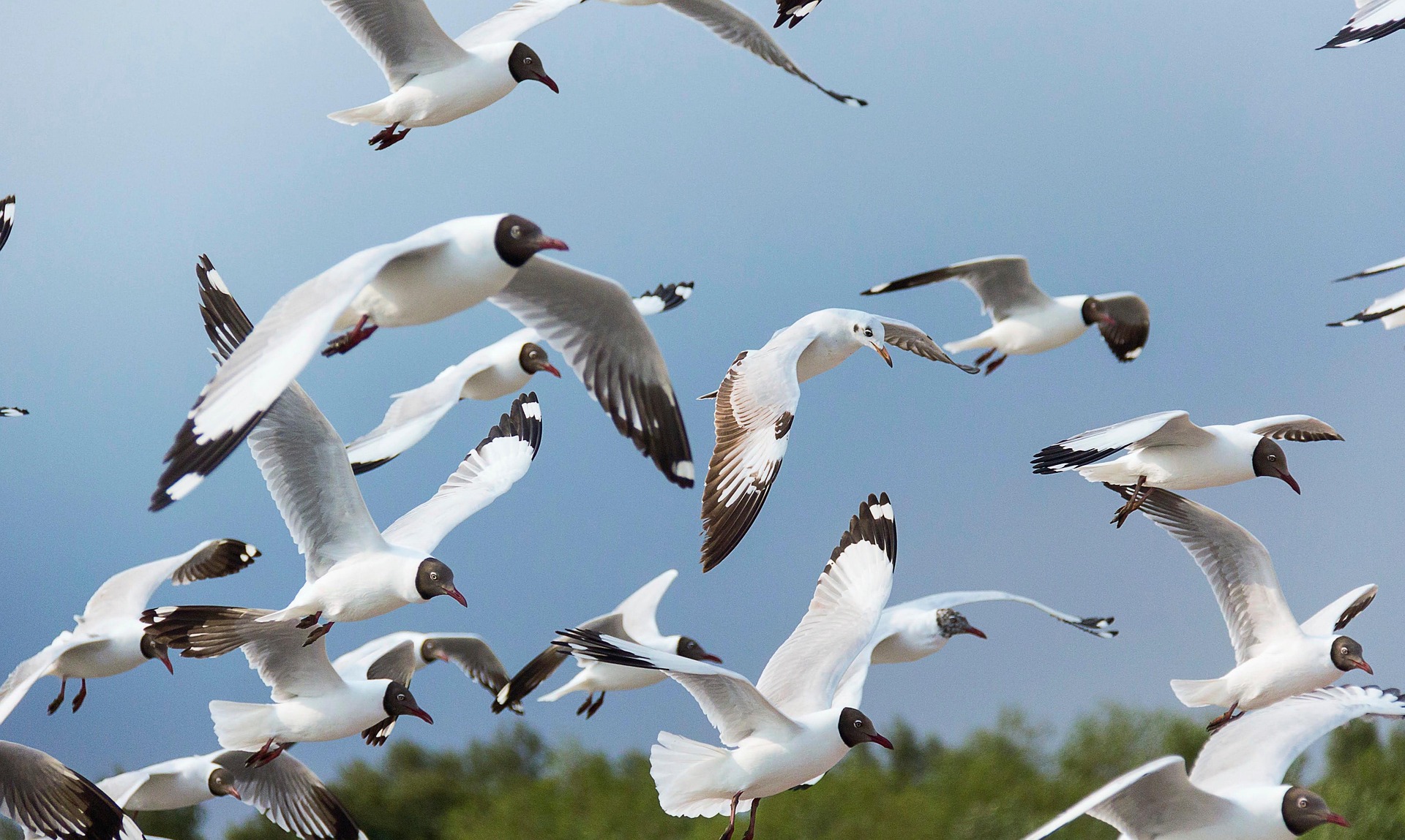 birds-flying-in-sky