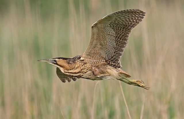 bittern-flying