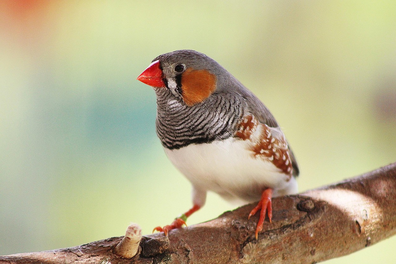 finch-bird-on-the-tree