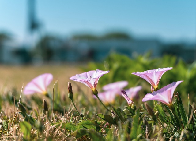 flowers-on-ground