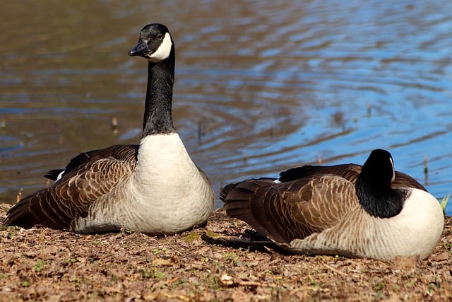 goose-on-beach