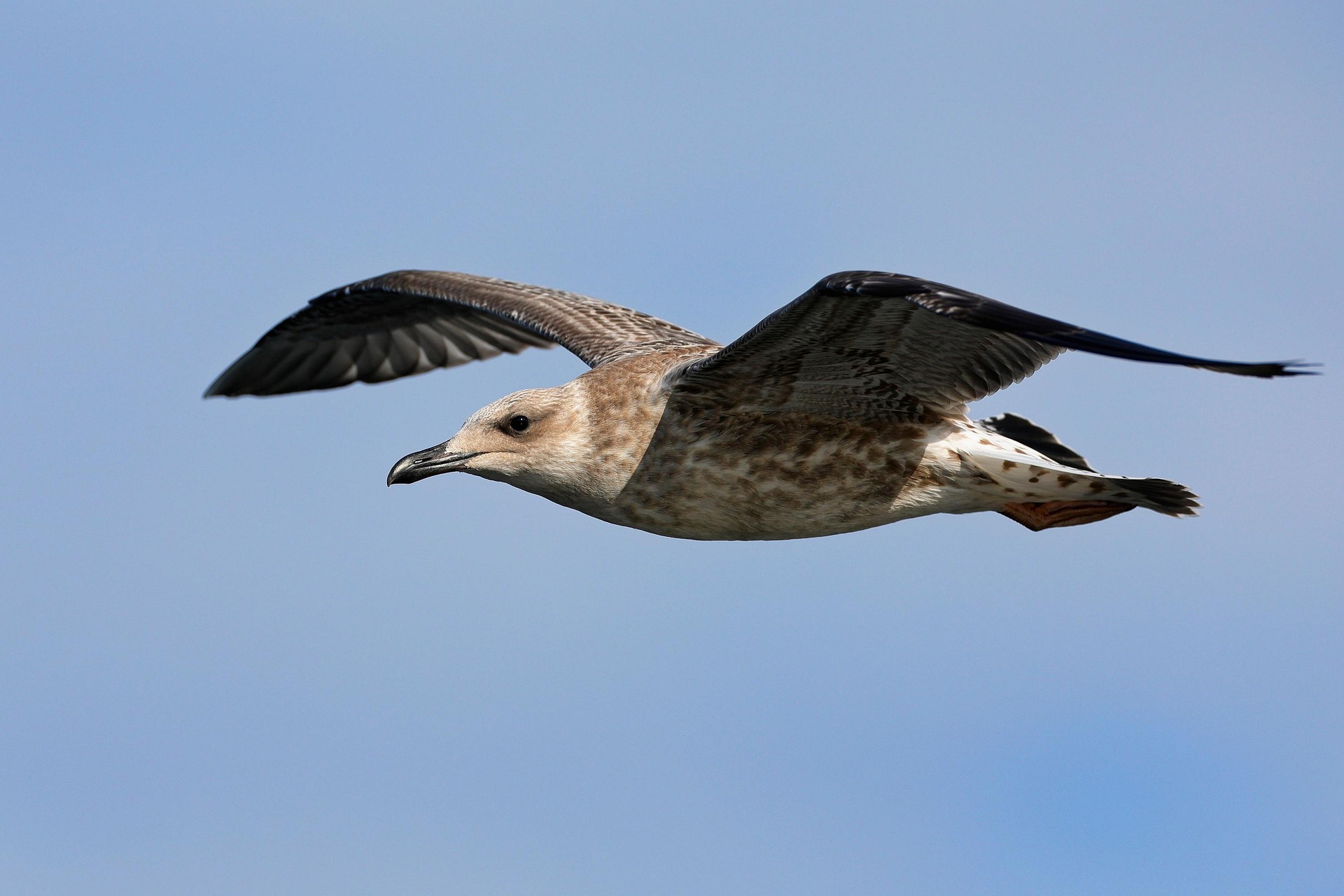 herring-flying-in-sky