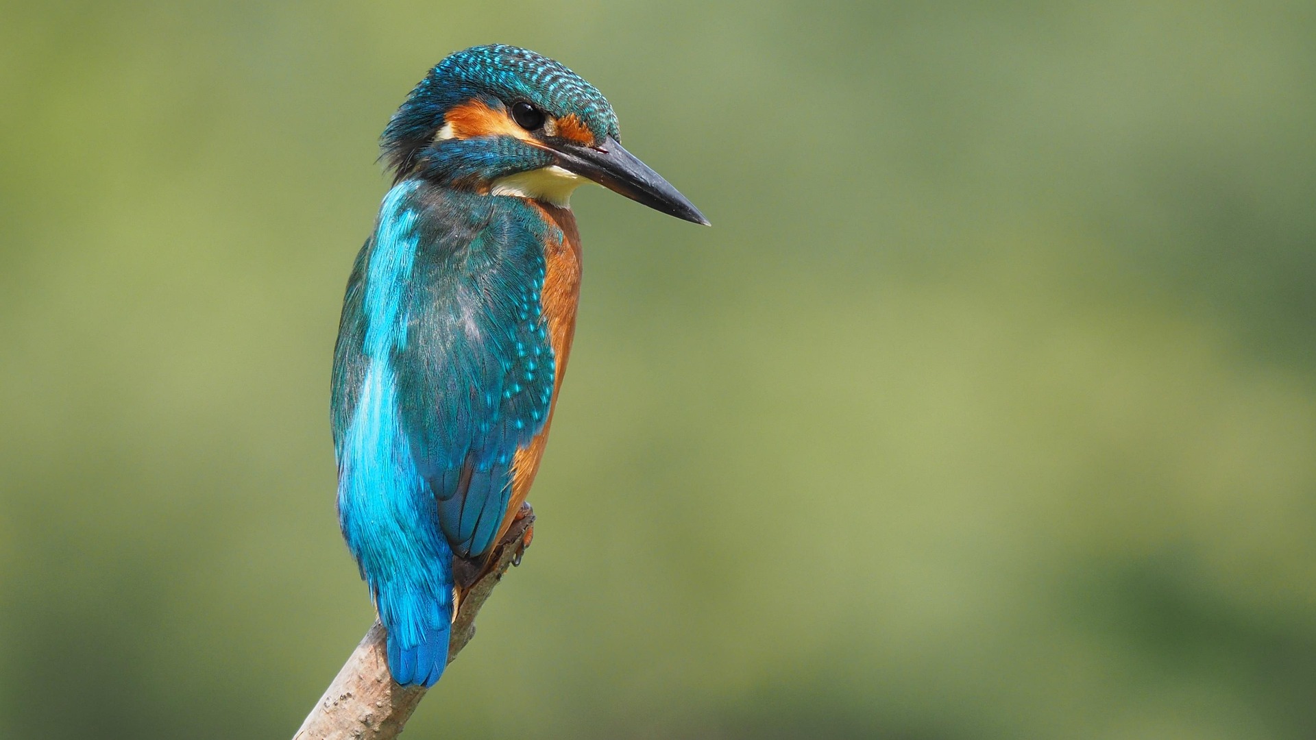 martin-bird-on-tree