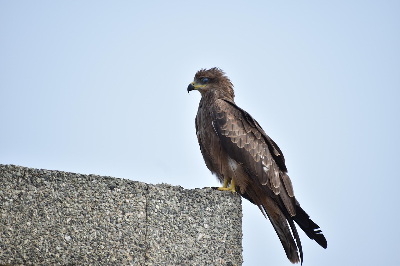 spotted-eagle-sitting-on-building