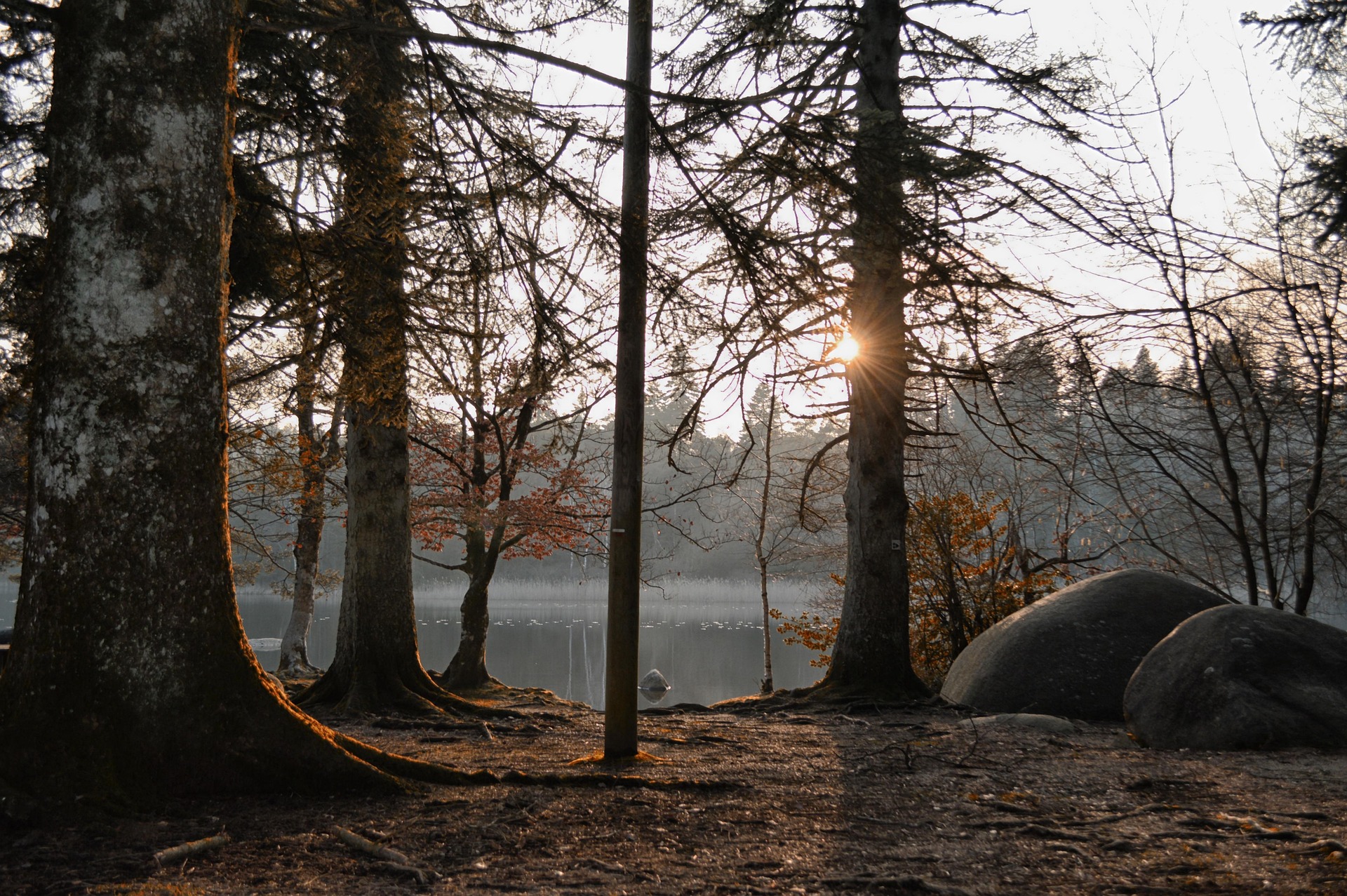 trees-near-latvian-lake